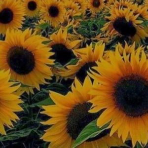 Meet your Posher, Molly